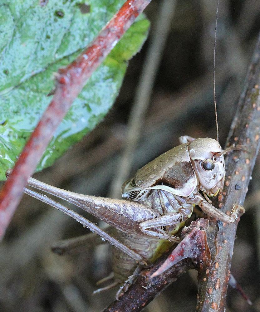 Decticelle des roselières , Decticelle des friches Pholidoptera femorata (Fieber, 1853)