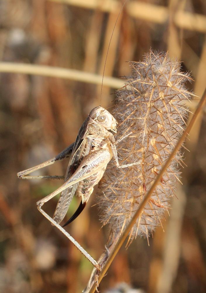 Decticelle côtière Platycleis affinis Fieber, 1853