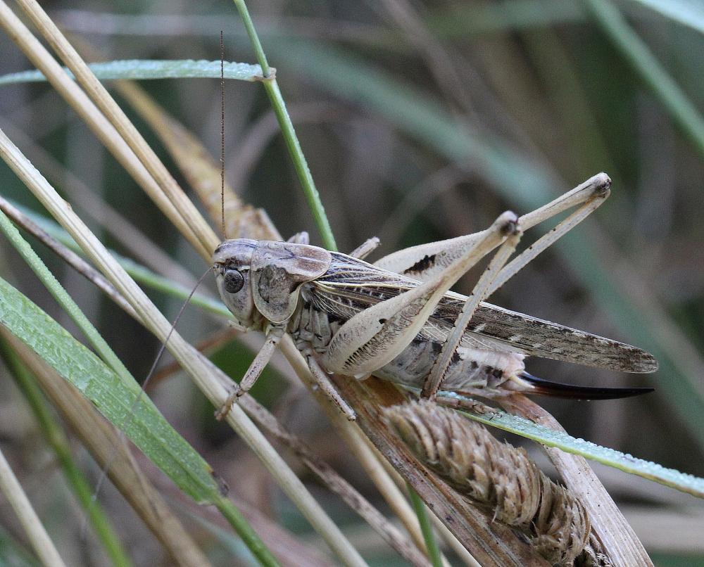 Decticelle côtière Platycleis affinis Fieber, 1853