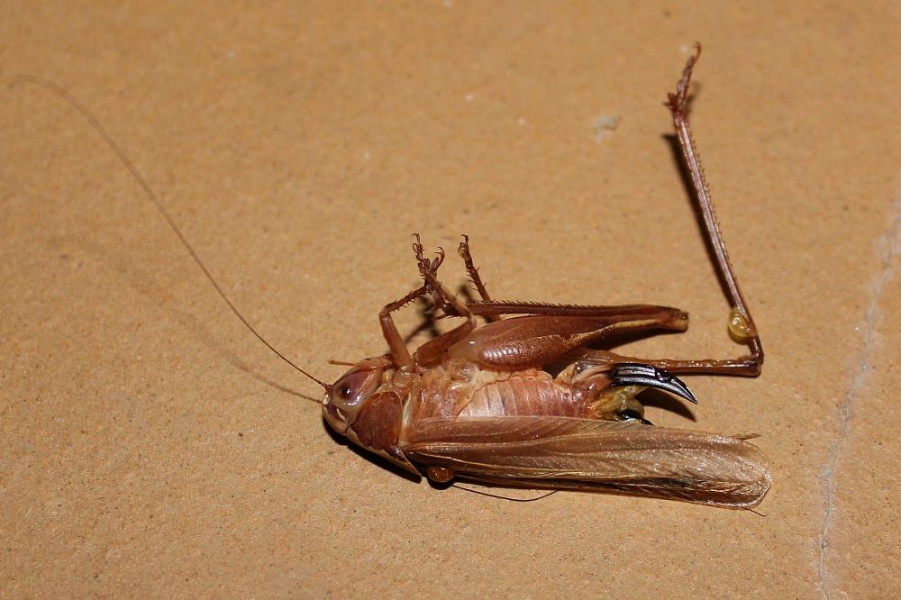  Platycleis Fieber, 1853