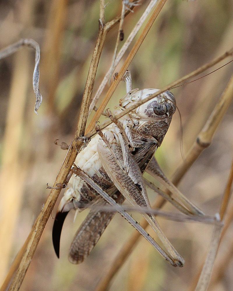 Decticelle côtière Platycleis affinis Fieber, 1853