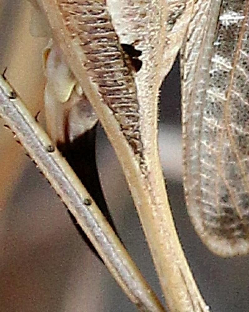 Decticelle côtière Platycleis affinis Fieber, 1853