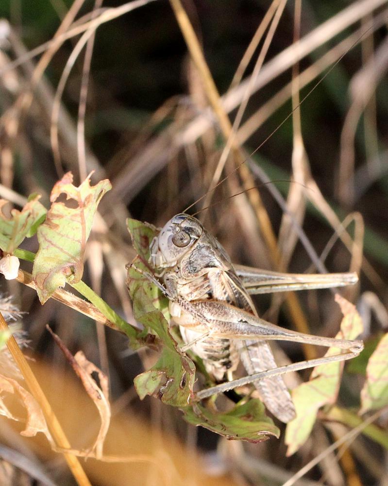 Decticelle côtière Platycleis affinis Fieber, 1853
