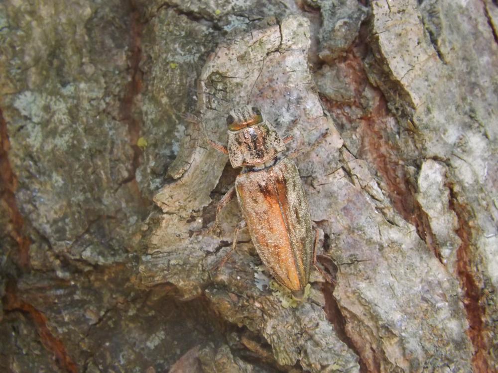 Calcophore de Marseille Chalcophora massiliensis (Villers, 1789)