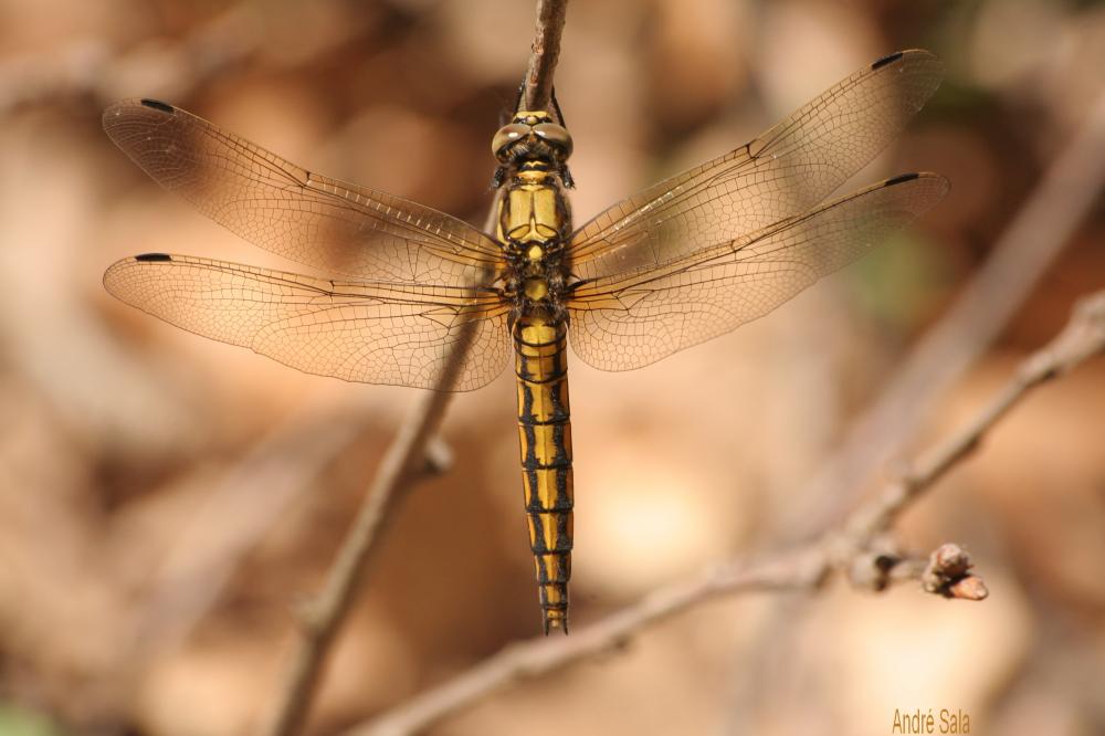 Orthétrum réticulé (L') Orthetrum cancellatum (Linnaeus, 1758)