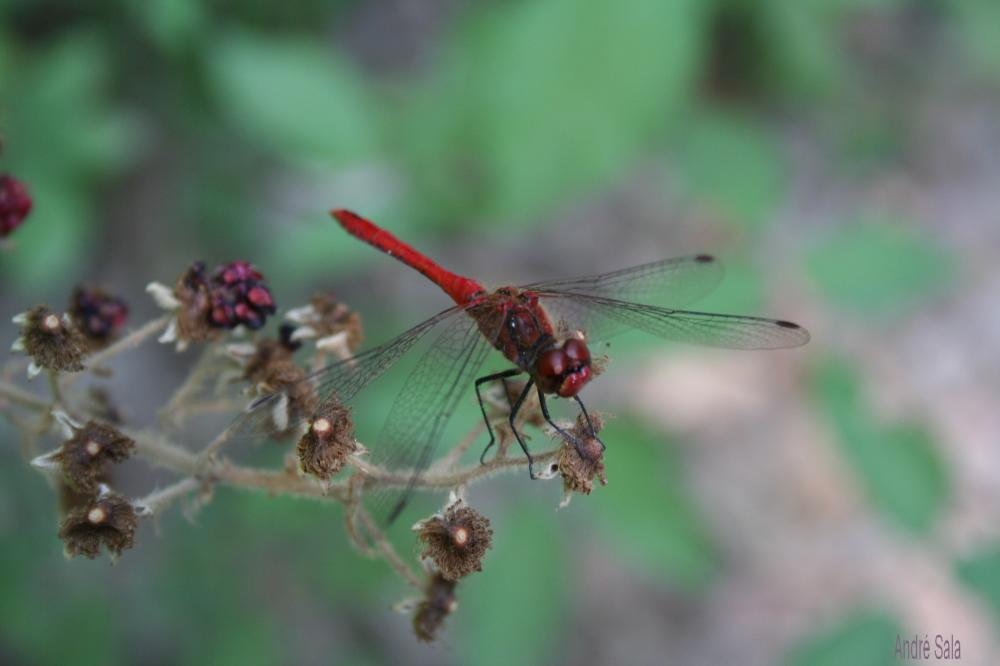 Sympétrum sanguin (Le), Sympétrum rouge sang (Le) Sympetrum sanguineum (O.F. Müller, 1764)
