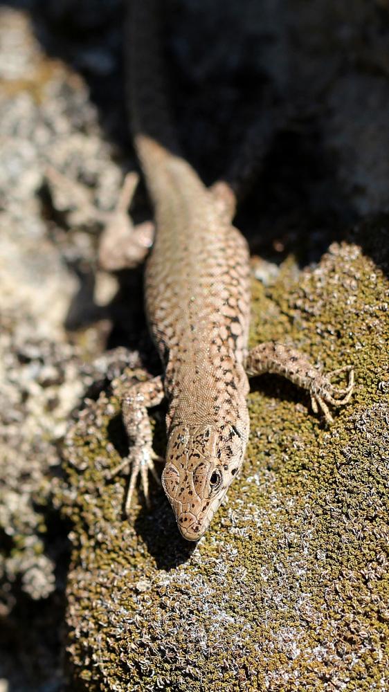 Lézard catalan Podarcis liolepis (Boulenger, 1905)