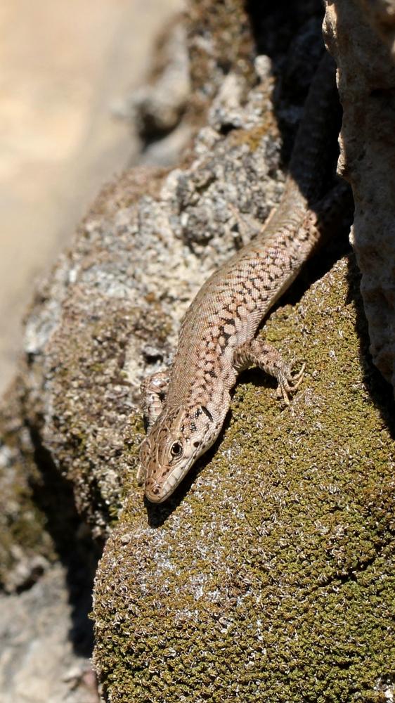 Lézard catalan Podarcis liolepis (Boulenger, 1905)