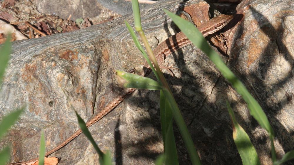 Lézard des murailles Podarcis muralis (Laurenti, 1768)
