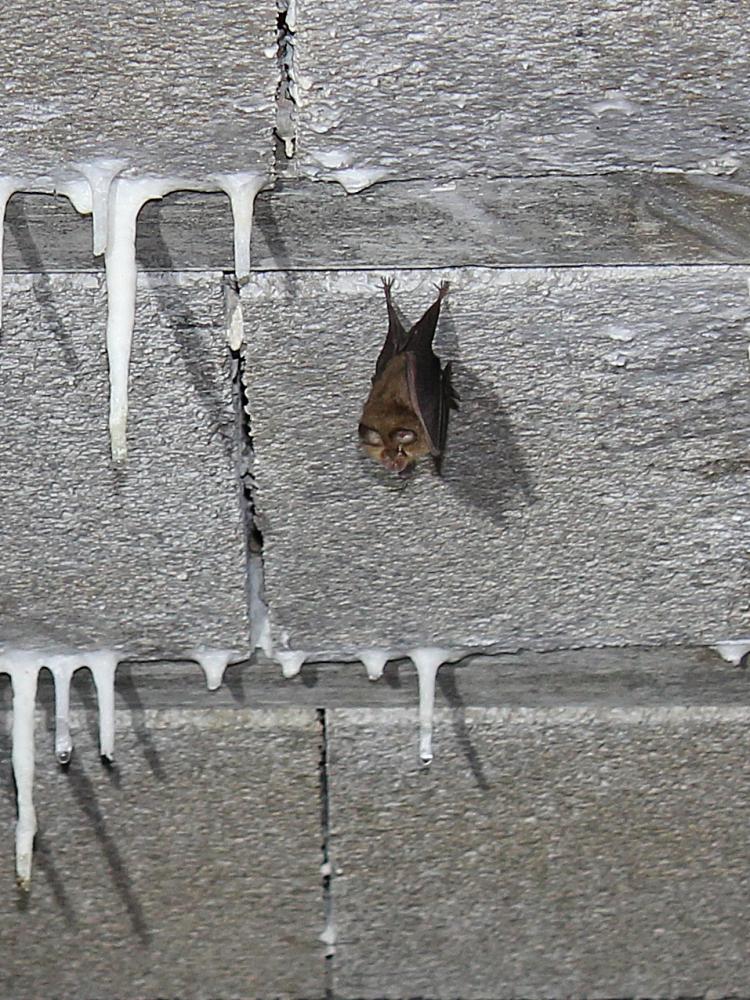 Petit rhinolophe Rhinolophus hipposideros (Bechstein, 1800)