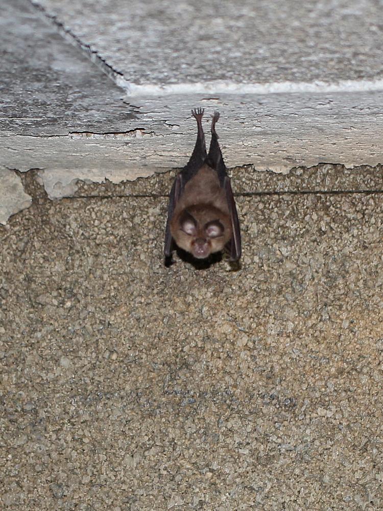 Petit rhinolophe Rhinolophus hipposideros (Bechstein, 1800)