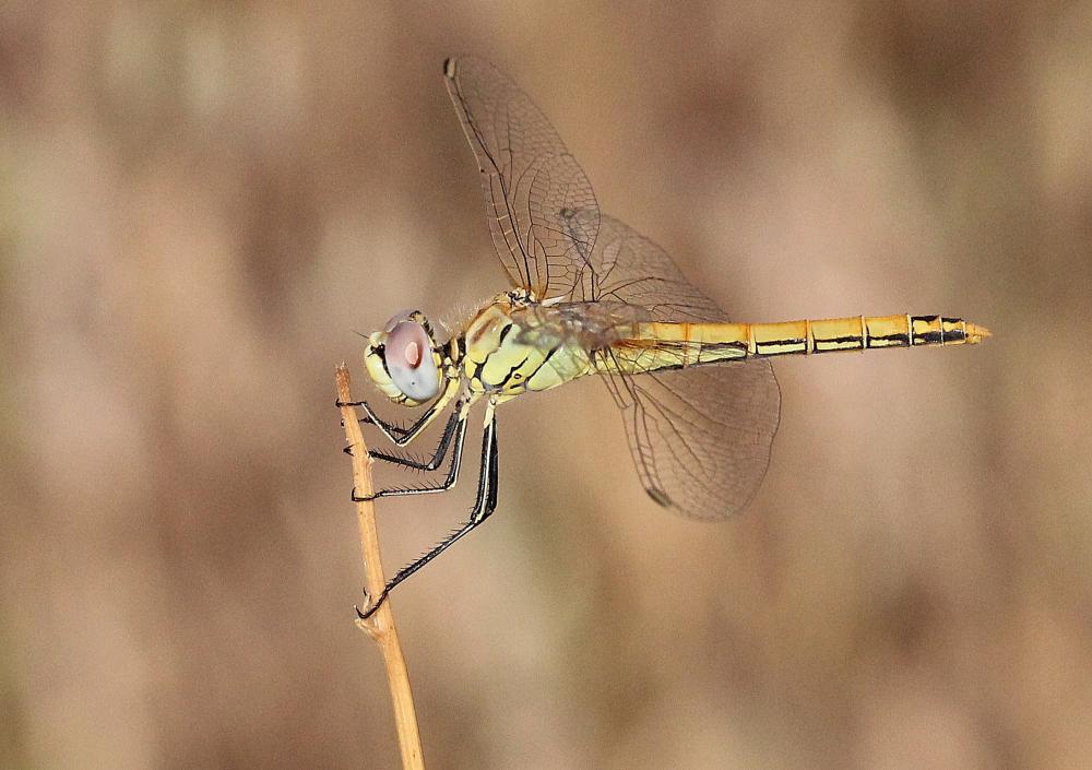 Sympétrum de Fonscolombe (Le) Sympetrum fonscolombii (Selys, 1840)