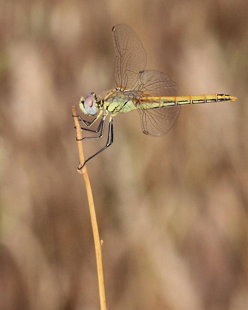 Sympétrum de Fonscolombe (Le) Sympetrum fonscolombii (Selys, 1840)