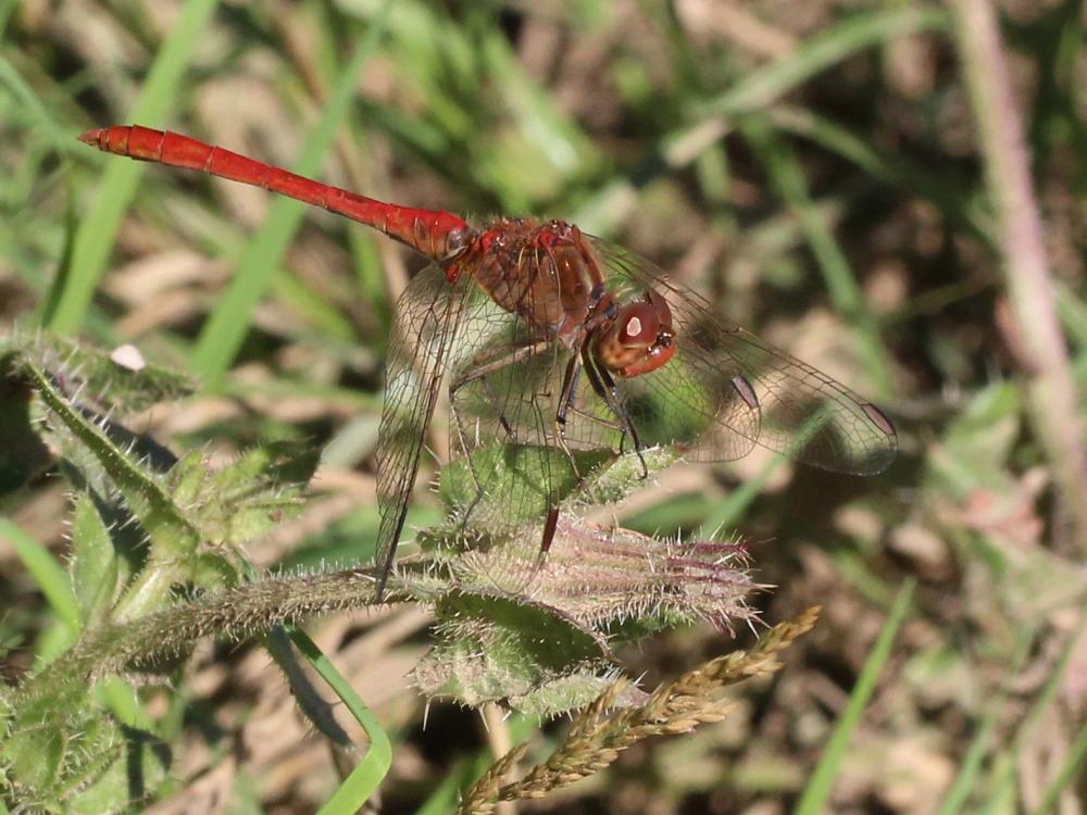 Sympétrum méridional (Le) Sympetrum meridionale (Selys, 1841)
