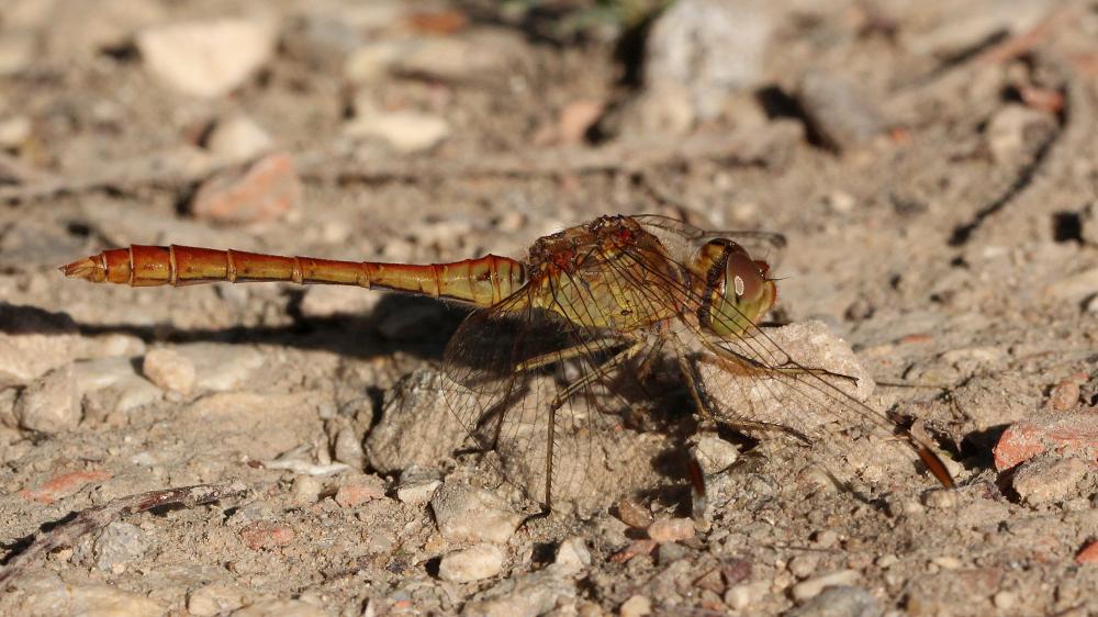 Sympétrum méridional (Le) Sympetrum meridionale (Selys, 1841)