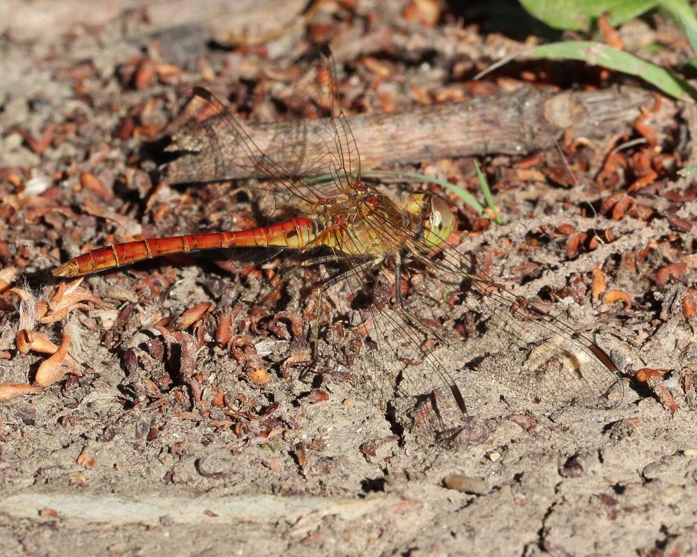 Sympétrum méridional (Le) Sympetrum meridionale (Selys, 1841)