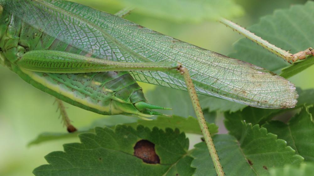 Grande Sauterelle verte, Sauterelle verte (des pré Tettigonia viridissima (Linnaeus, 1758)