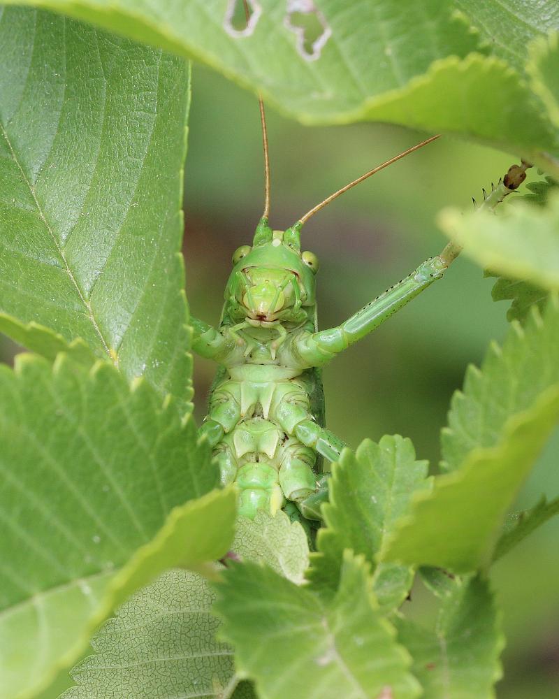 Grande Sauterelle verte, Sauterelle verte (des pré Tettigonia viridissima (Linnaeus, 1758)