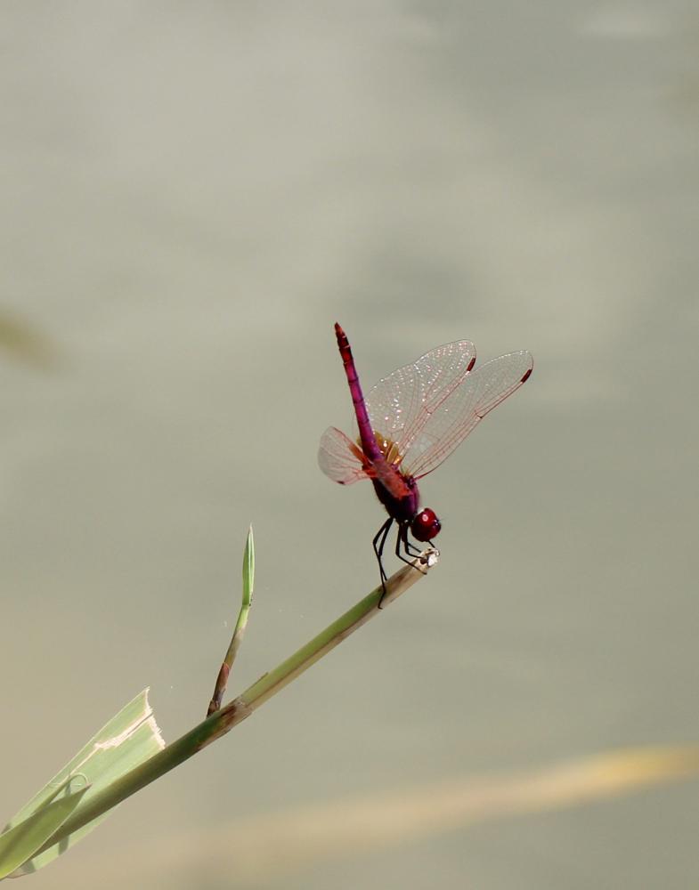 Trithémis annelé (Le) Trithemis annulata (Palisot de Beauvois, 1807)