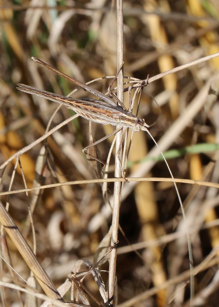 Phanéroptère liliacé,  Phi.lnéroptère feuille-de-l Tylopsis lilifolia (Fabricius, 1793)