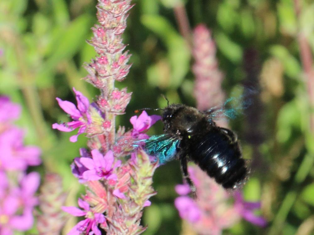 Xylocopa Latreille, 1802