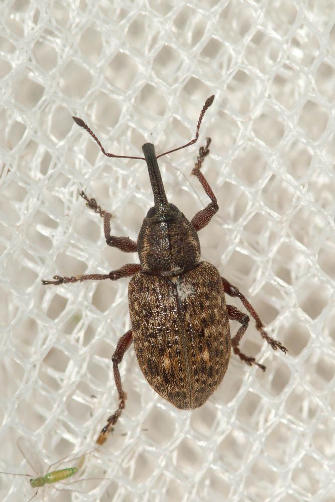  Notaris scirpi (Fabricius, 1792)