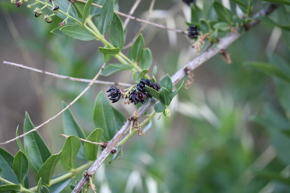 Corroyère à feuilles de myrte, Redoul, Herbe-aux-t Coriaria myrtifolia L., 1753