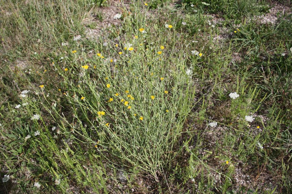Chondrille à tige de jonc, Chondrille effilée Chondrilla juncea L., 1753