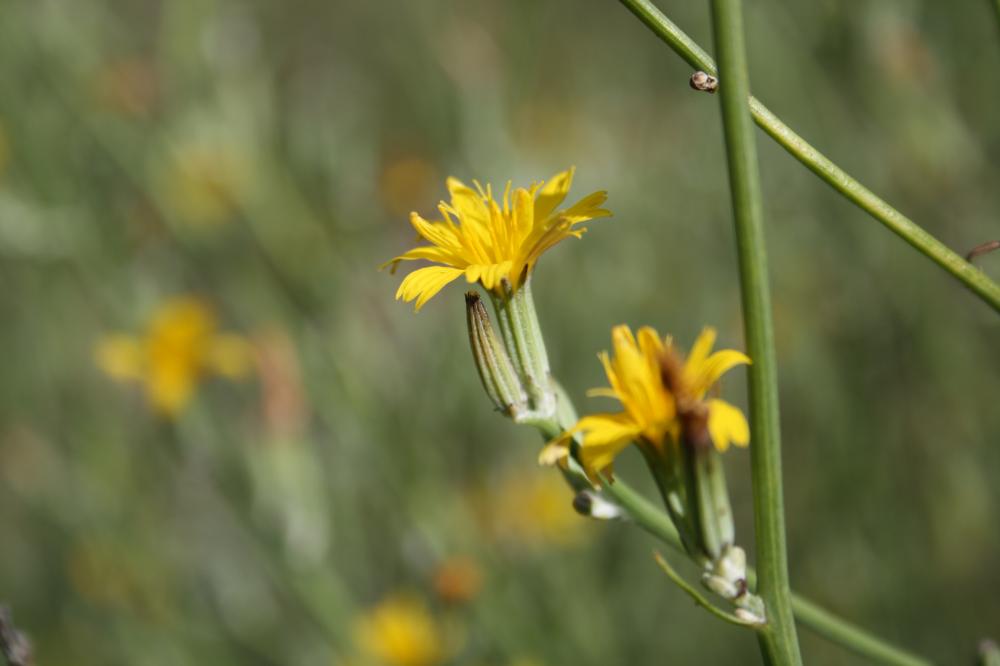 Chondrille à tige de jonc, Chondrille effilée Chondrilla juncea L., 1753