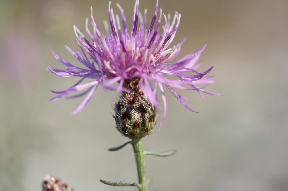 Centaurée maculée rhénane, Centaurée rhénane Centaurea stoebe L., 1753
