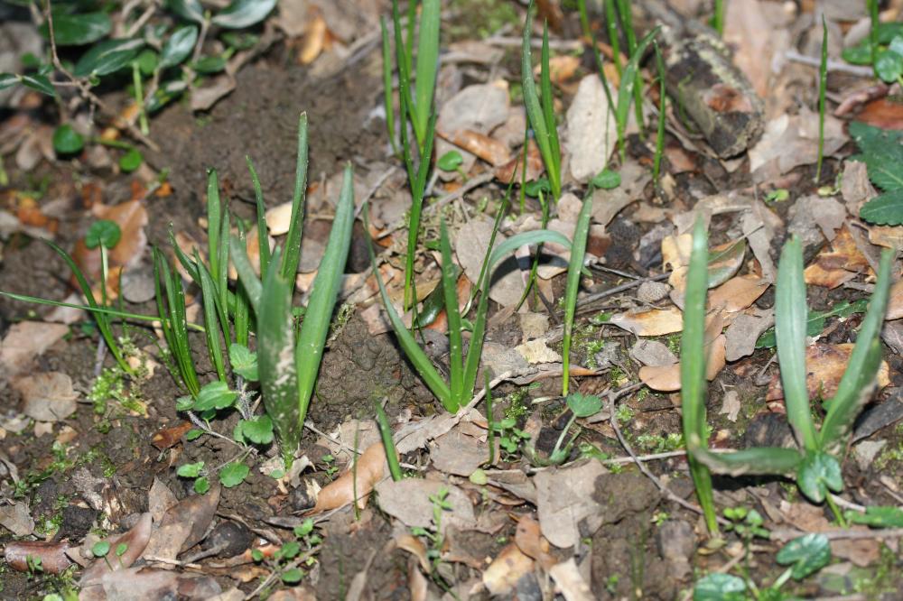 Colchique de Naples Colchicum longifolium Castagne, 1845
