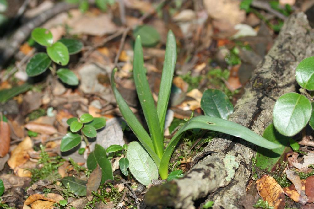Colchique de Naples Colchicum longifolium Castagne, 1845