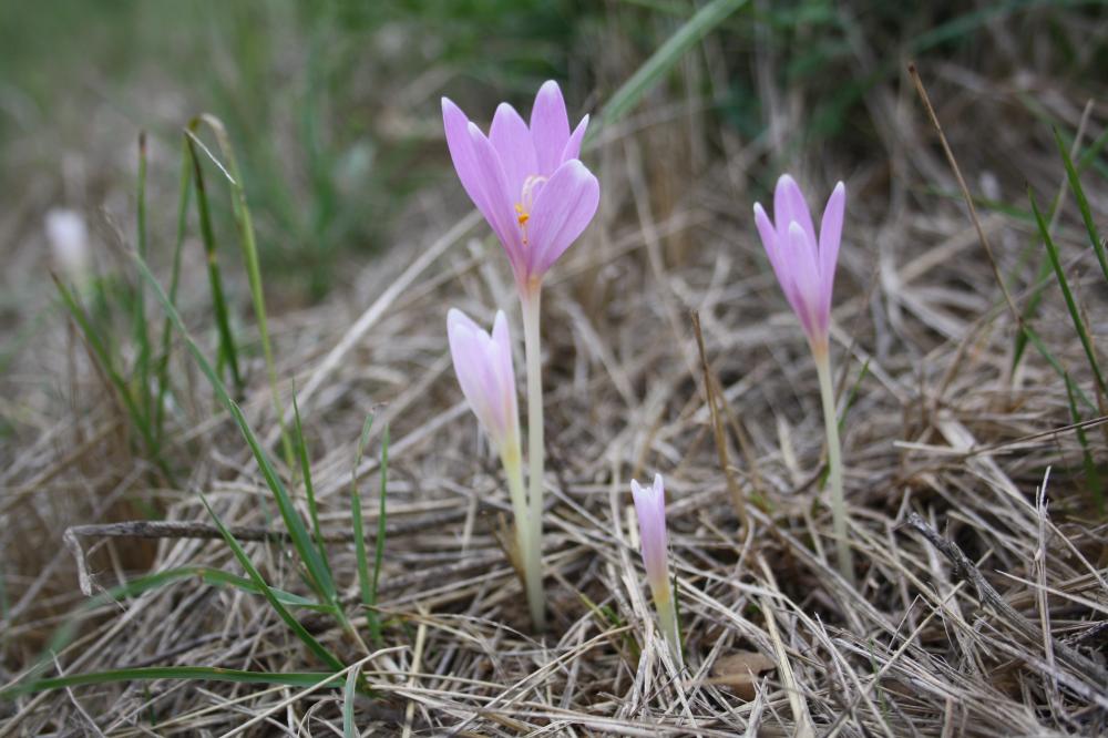 Colchique de Naples Colchicum longifolium Castagne, 1845