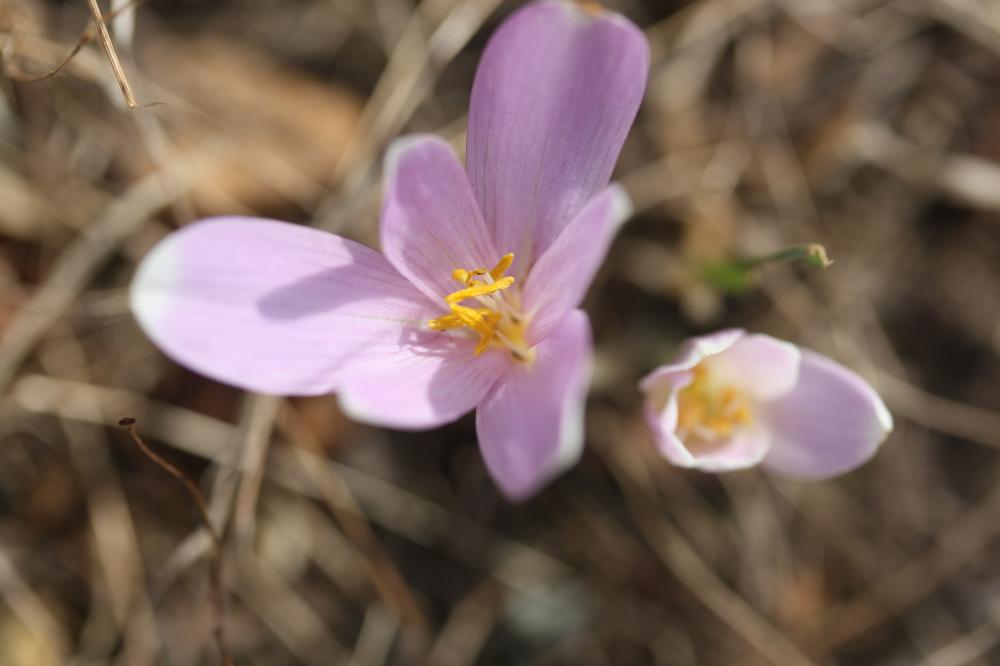 Colchique de Naples Colchicum longifolium Castagne, 1845