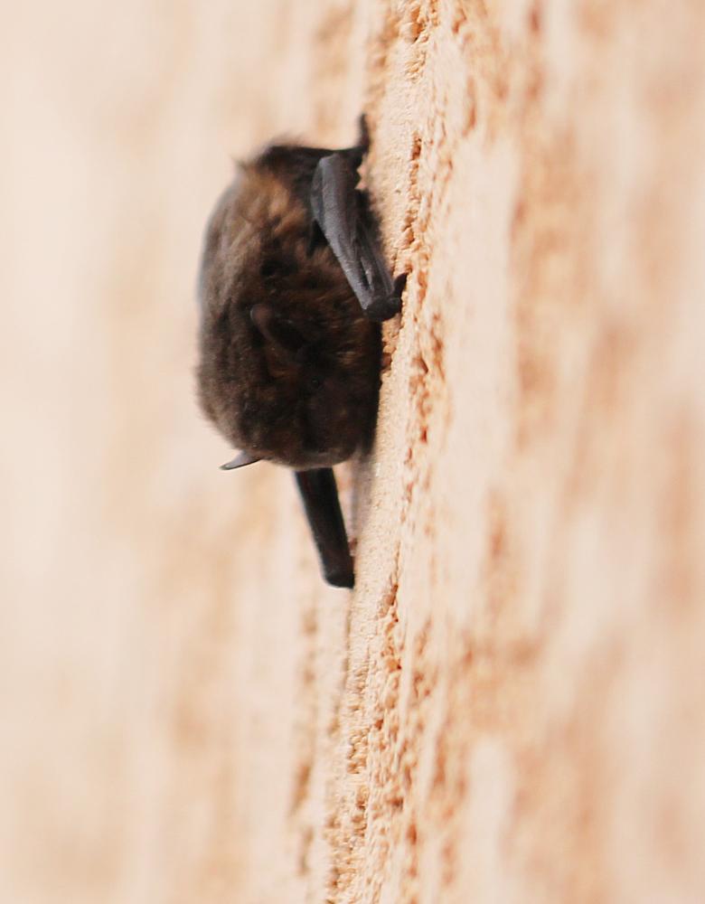  Pipistrellus 