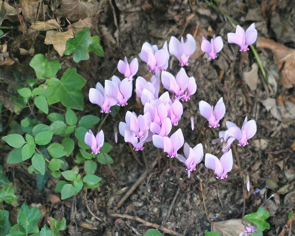 Cyclamen à feuilles de lierre, Cyclamen napolitain Cyclamen hederifolium Aiton, 1789
