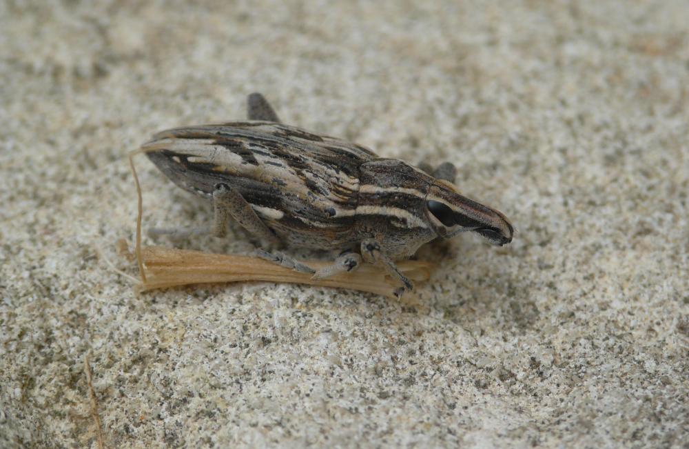 Coniocleonus nigrosuturatus (Goeze, 1777)