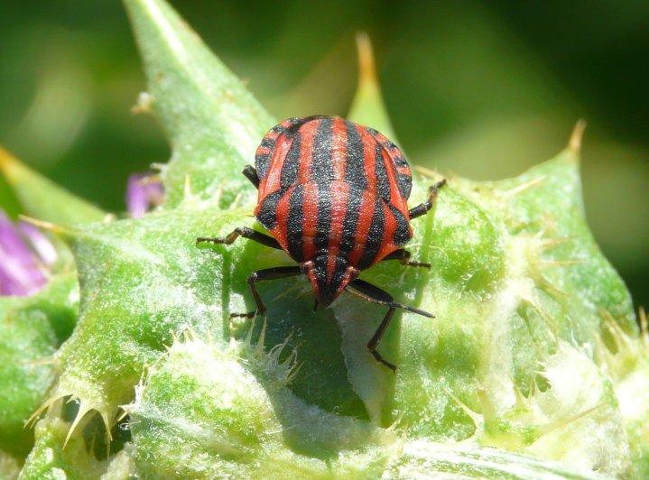 Punaise arlequin Graphosoma italicum (O.F. Müller, 1766)