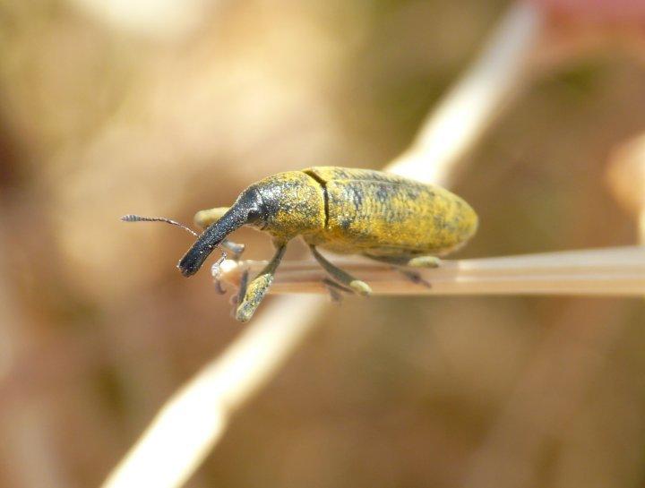 Lixe poudreux Lixus pulverulentus (Scopoli, 1763)