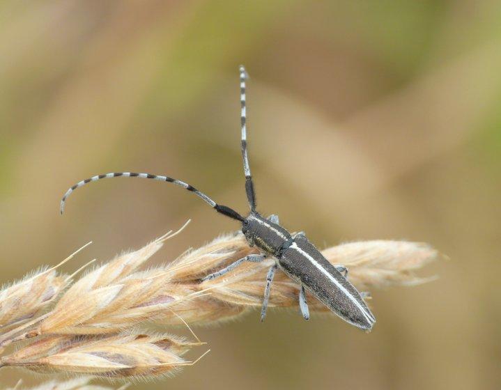Agapanthie du chardon Agapanthia cardui (Linnaeus, 1767)