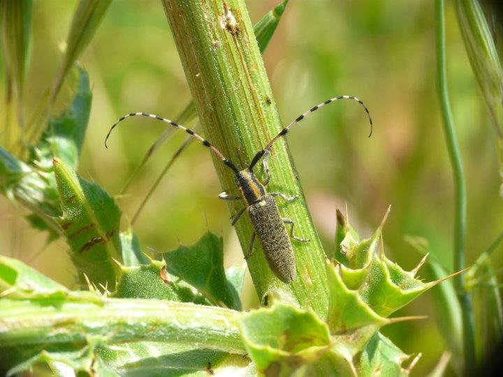Agapanthia dahli (Richter, 1820)