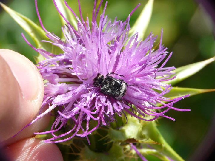 Cétoine punaise Valgus hemipterus (Linnaeus, 1758)