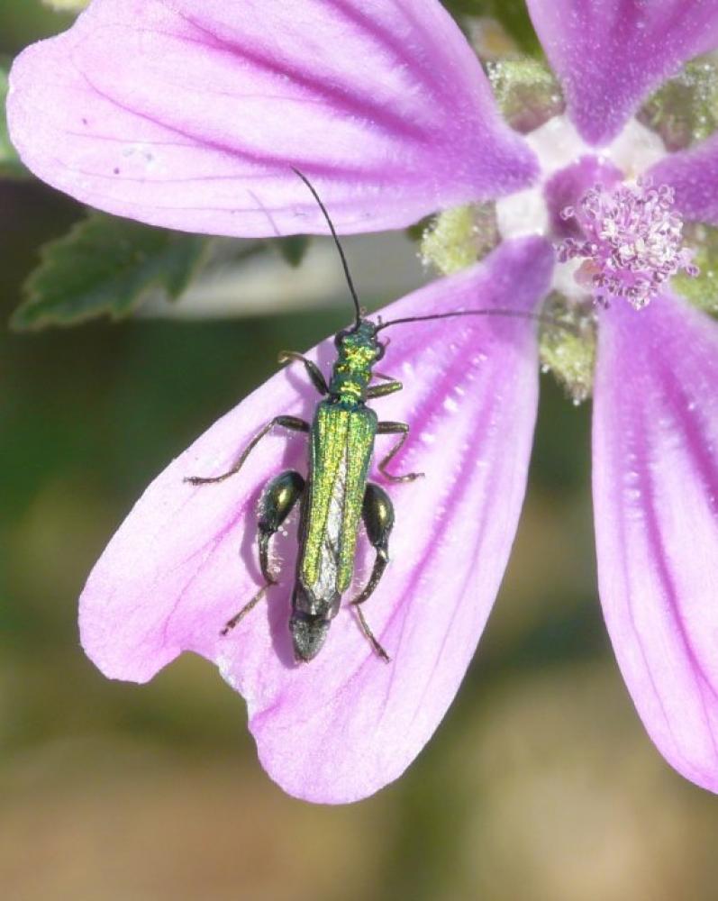 Oedemère noble Oedemera nobilis (Scopoli, 1763)