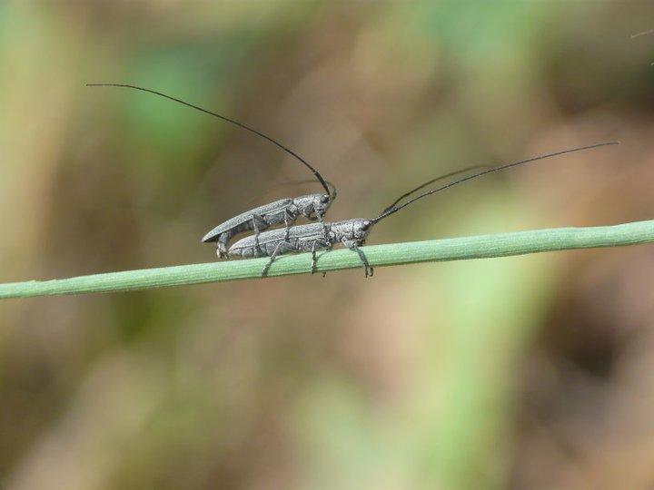 Calamobius filum (Rossi, 1790)