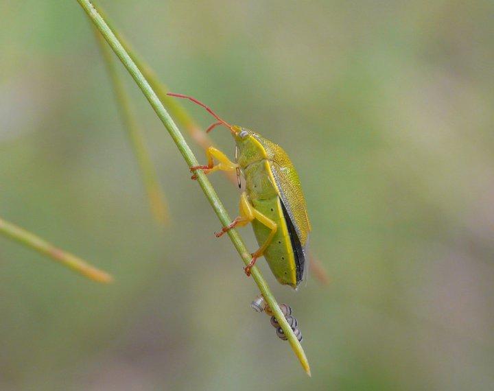Piezodorus lituratus (Fabricius, 1794)
