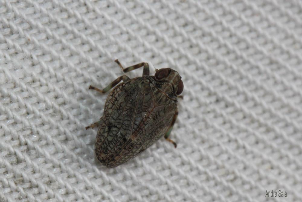 Isside commun Issus coleoptratus (Fabricius, 1781)