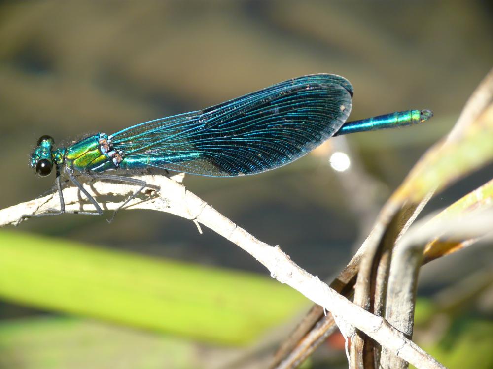 Caloptéryx occitan Calopteryx xanthostoma (Charpentier, 1825)
