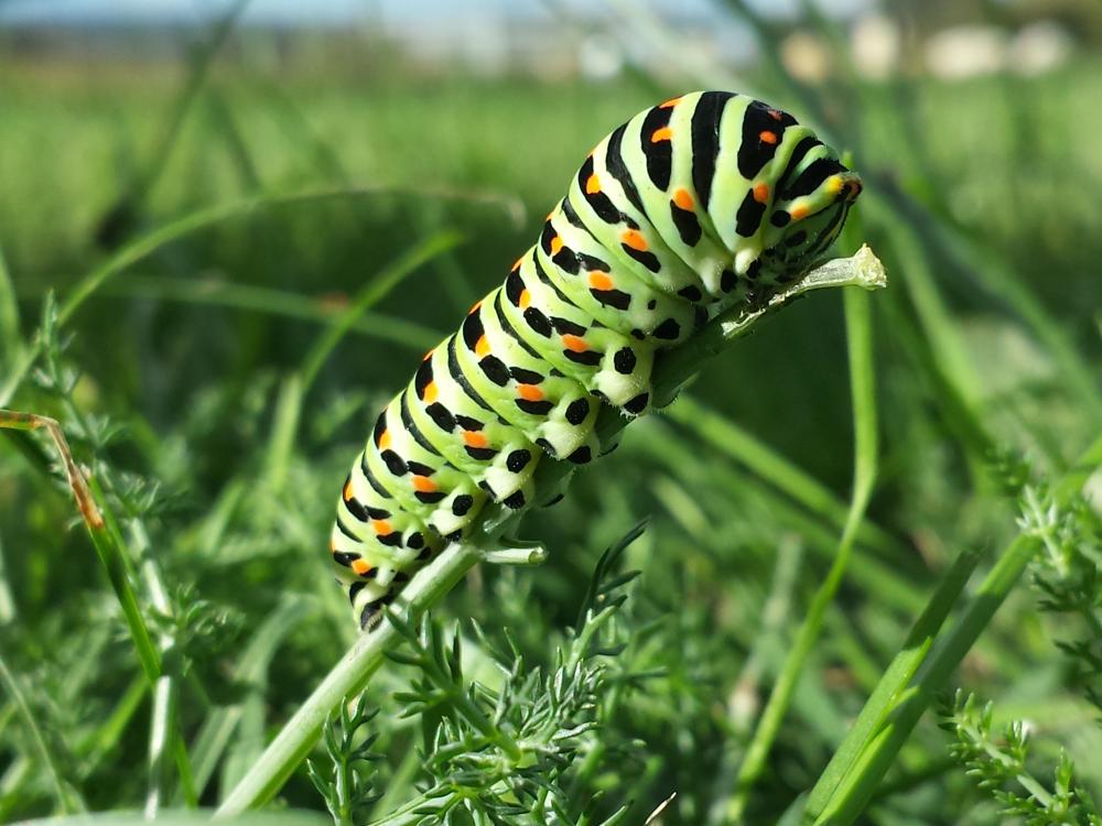 Machaon (Le), Grand Porte-Queue (Le) Papilio machaon Linnaeus, 1758