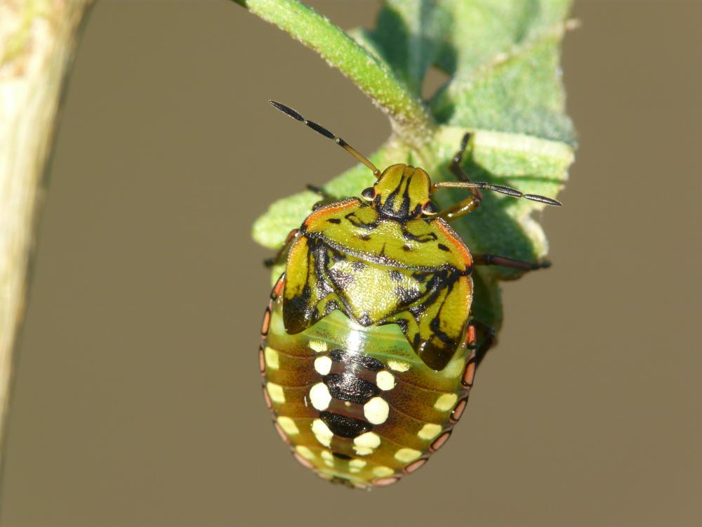Punaise verte ponctuée Nezara viridula (Linnaeus, 1758)