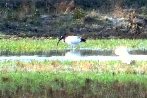 Ibis sacré Threskiornis aethiopicus (Latham, 1790)